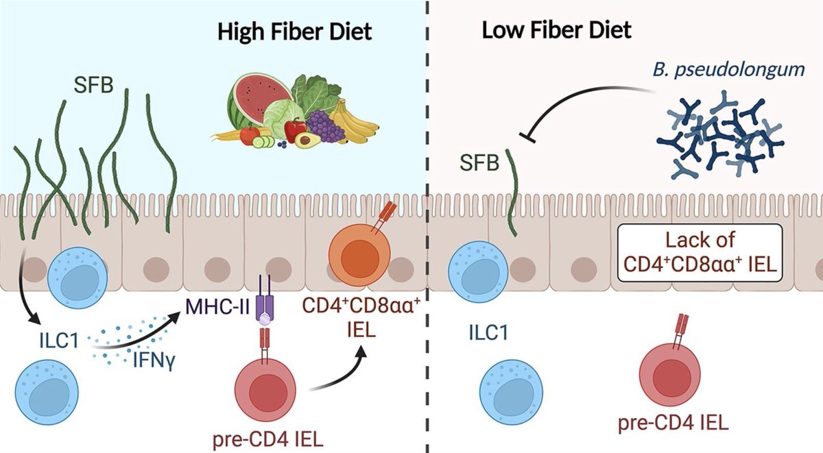 GutMicrobiota Health tweet media
