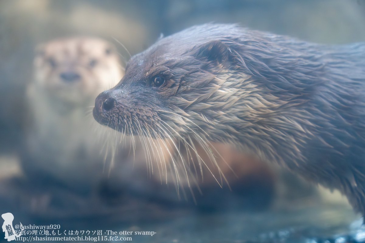 カシワヤ (@kashiwaya920) / Posts / X