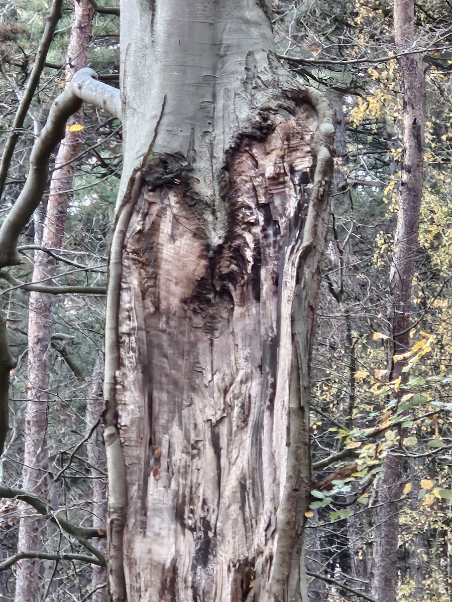 AnitaPeeters's tweet image. #ElkeDagEenFoto2026 #dag29 deze boom zag ik een tijdje terug in het bos ik zag er een heel #kunstwerk in wat zien jullie erin 🤔