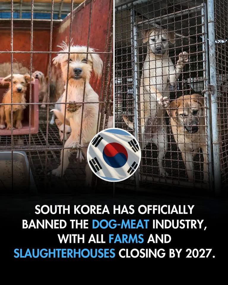 Well done South Korea