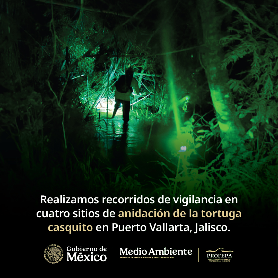 PROFEPA tweet media