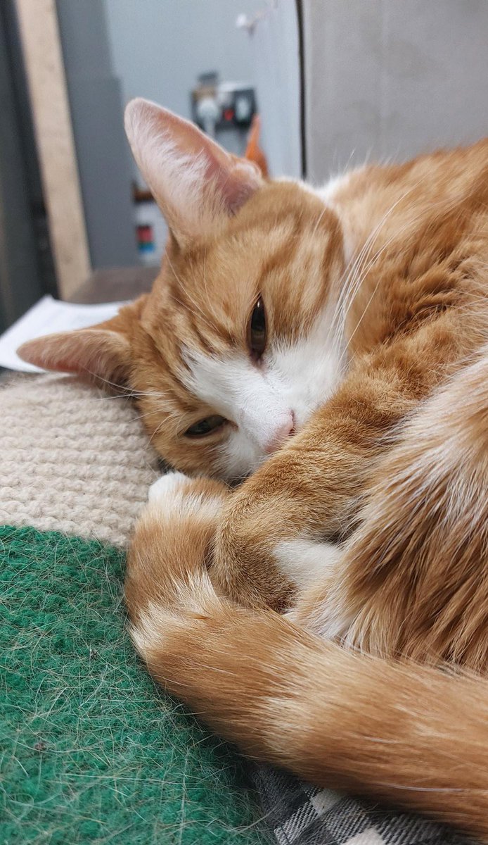 George The Stourbridge Junction Station Cat tweet media