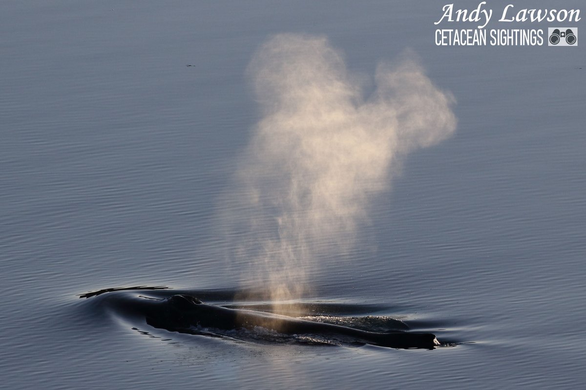 Andy Lawson tweet media