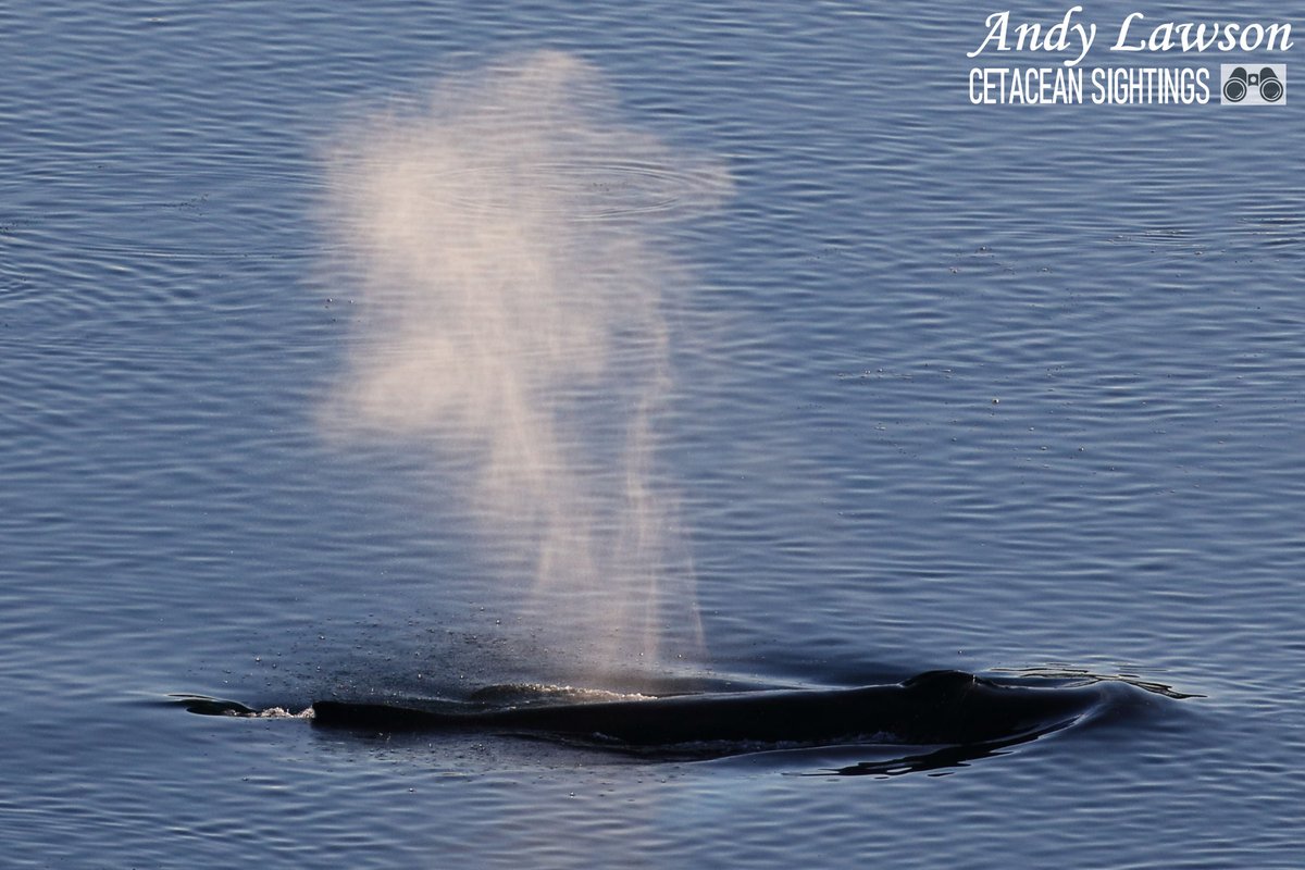 Andy Lawson tweet media