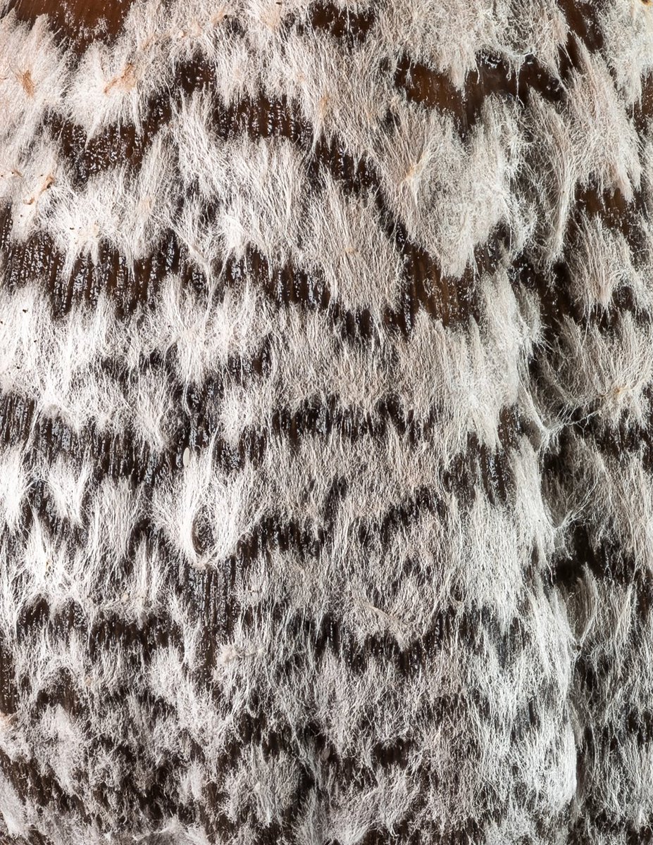 LukesMushrooms's tweet photo. Can you find which of my previous posts this texture belongs to? 🍄
🌍 Coprinopsis picacea
🇬🇧 Magpie mushroom
🇩🇪 Specht-Tintling
🇨🇿 Hnojník strakatý
🇸🇰 Hnojník strakatý
🇵🇱 Czernidłówka pstra
#texture #texturethursday #mushroom https://t.co/QlKAMhSFjO