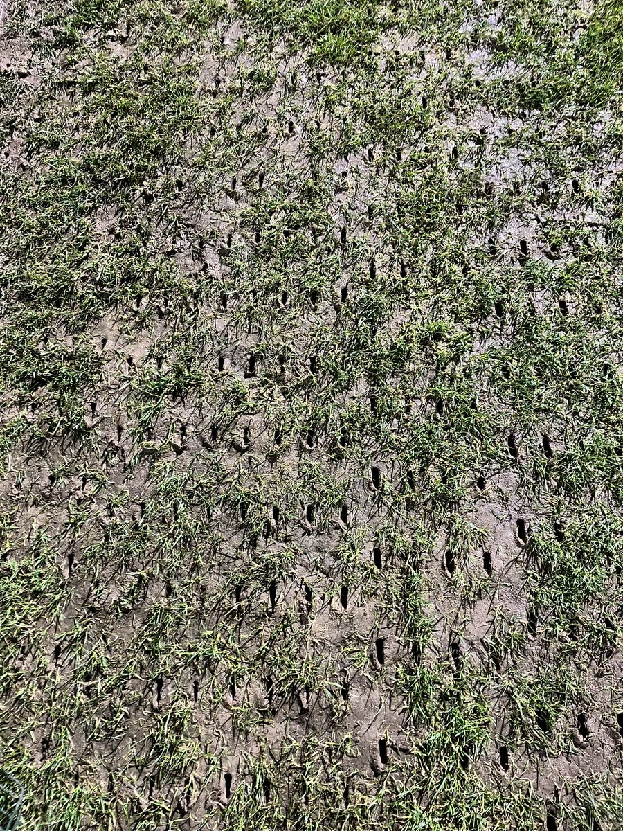 nick collick tweet media