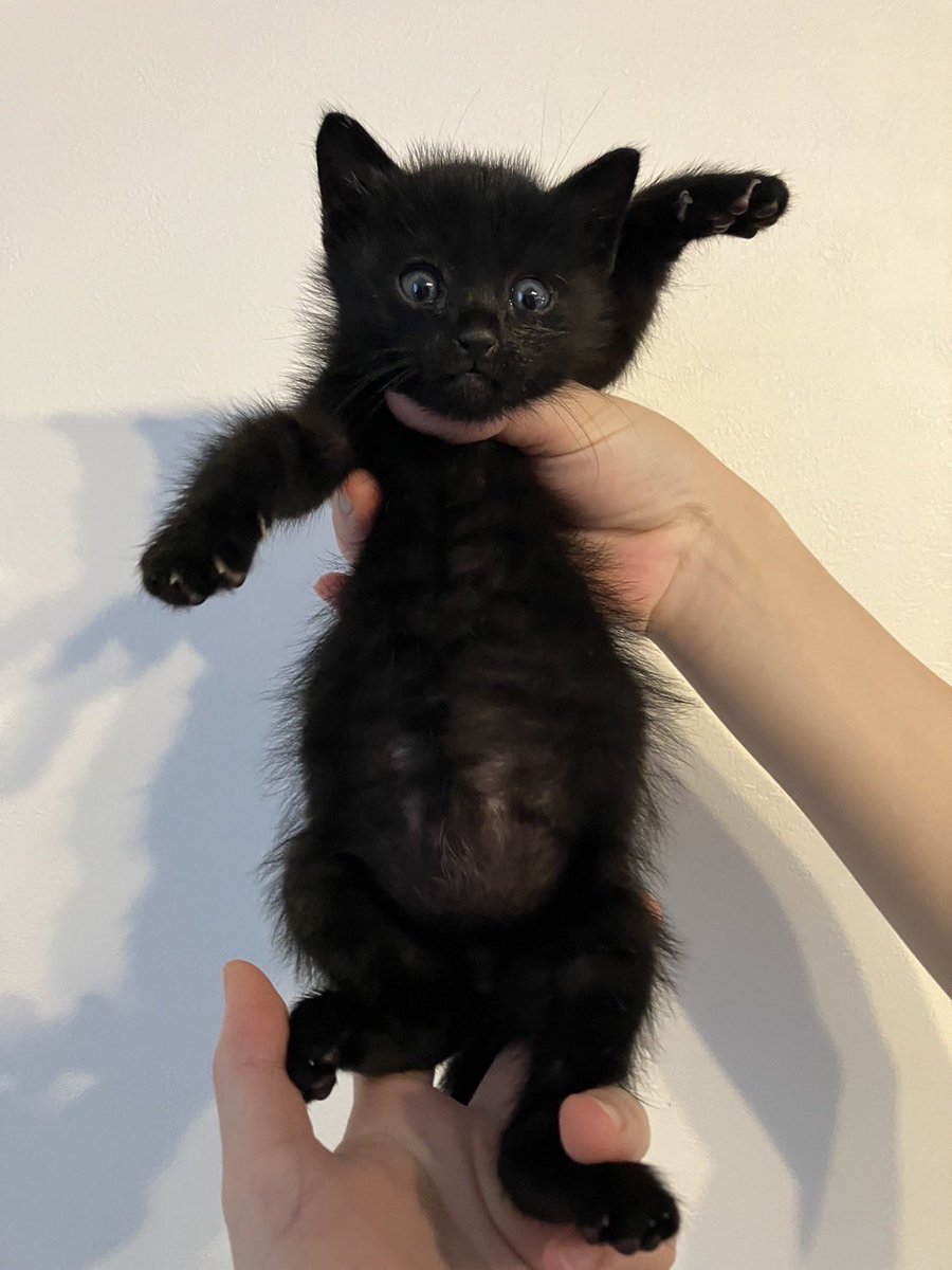 うわばみ】cocoro (@uwabami556) / Posts / X