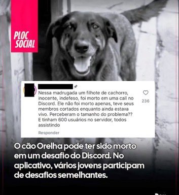 cascaofavs's tweet image. Existem grupos de tortura aos animais de rua no Discord e estão ENCOBRINDO !!! QUEBRA DE SIGILO JÁ !! PAREM DE ACOBERTAR MARGINAIS ASSASSINOS VAGABUNDOS !!! ANIMAIS DE RUA ESTÃO EM RISCO POR CAUSA DESSES GRUPOS DE PSICOPATAS ATRÁS DAS TELAS #justicapororelha