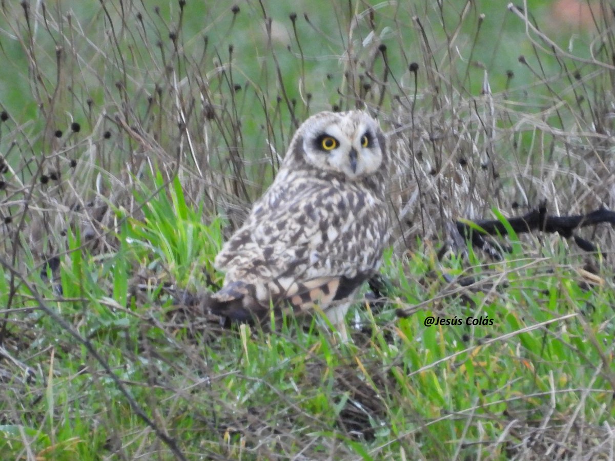 Jesús Colás tweet media