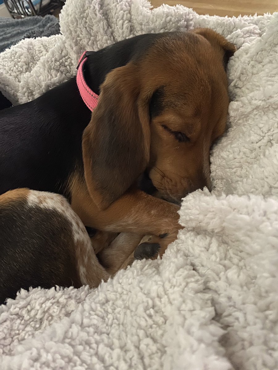 Harper has ruined a remote, ate part of a box, part of a blanket and a file folder. As you can see she’s positively wracked with guilt.