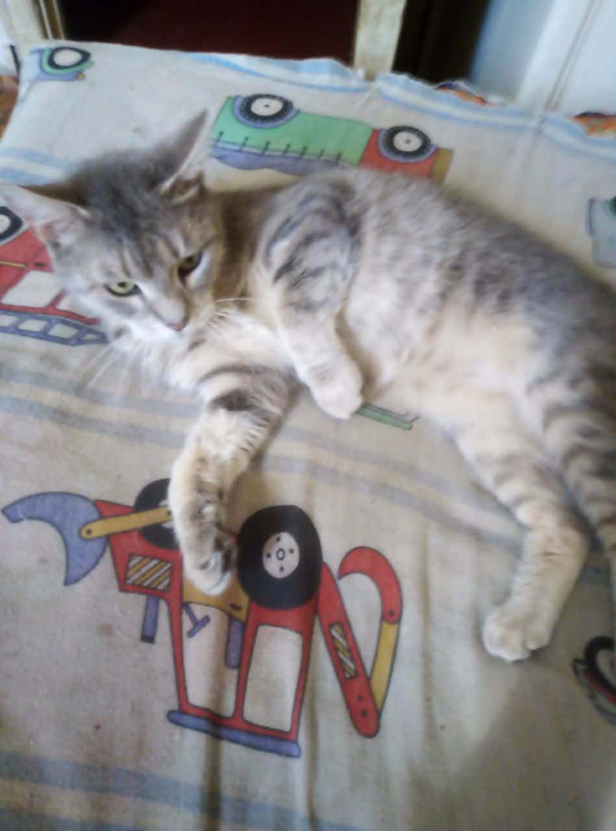 yuzichka_ks's tweet image. Власник цієї малечі загинув…
Може комусь треба комок шерсті?🥺бо дуже шкода малу