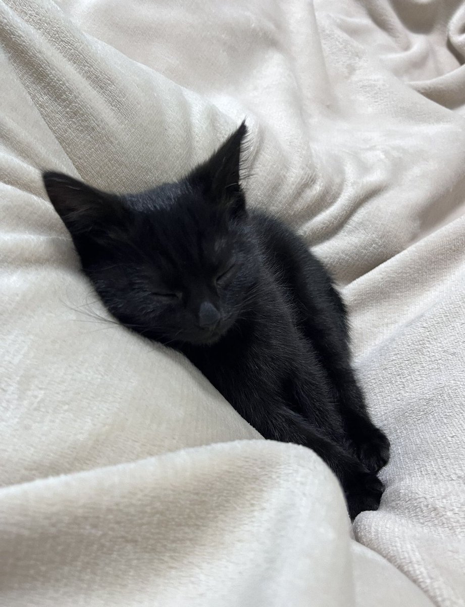 blackscats's tweet photo. https://t.co/D4prODBD4I