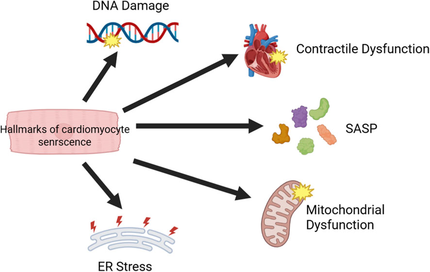 Agingdoc🩺Dr David Barzilai🔔MD PhD MS MBA DipABLM tweet media