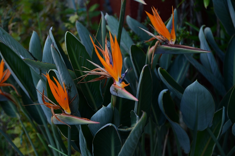 極楽鳥花 #hana #花 #flower