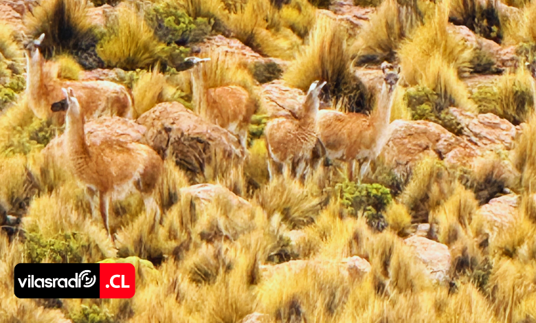 VilasRadio's tweet photo. 🏜️ 🦙EL REGRESO SILENCIOSO DEL ALTIPLANO: GUANACOS REAPARECEN EN EL CORAZÓN DEL PARQUE NACIONAL VOLCÁN ISLUGA TRAS MÁS DE DIEZ AÑOS

💻 Revisa la nota completa aquí:
https://t.co/5EgNnDohD7

#Chile #Tarapacá #Iquique #Colcahen #ParqueNacional #VolcánIsluga #Guanacos #Conaf https://t.co/GUOzJqHia3