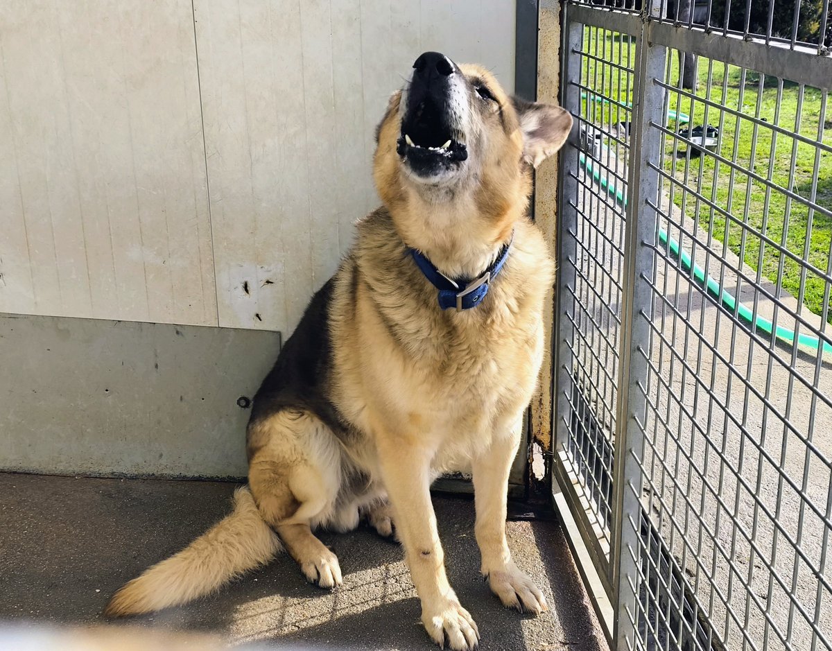 #VALLADOLID
#ZAR tiene 9 años. Lleva varios meses en la perrera desde que falleció su dueño... Y Zar lo llama, ladra, llora mientras mira la puerta y se desespera...

Es un perro roto  que poco a poco empieza a confiar, sin prisas, sin presiones.

Necesita alguien que le