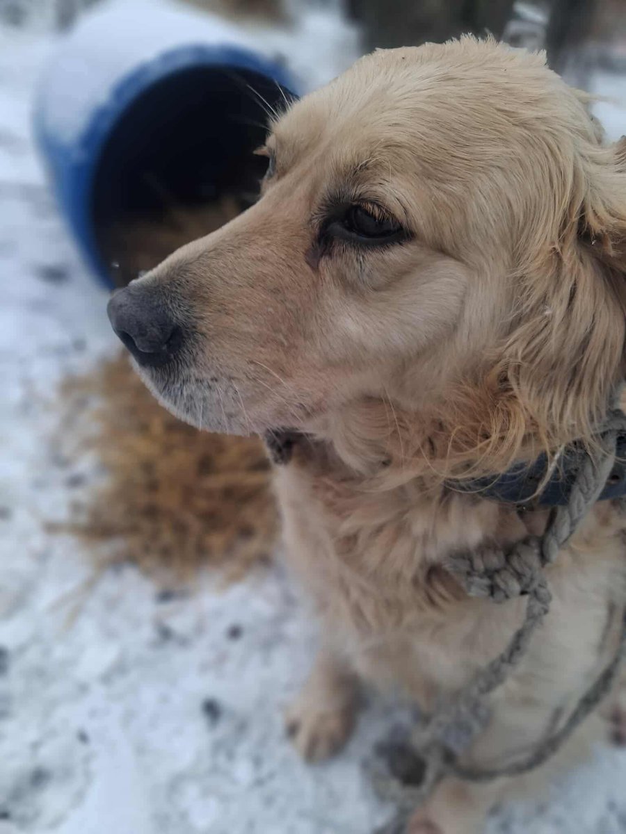 Second Chance Dog Rescue tweet media