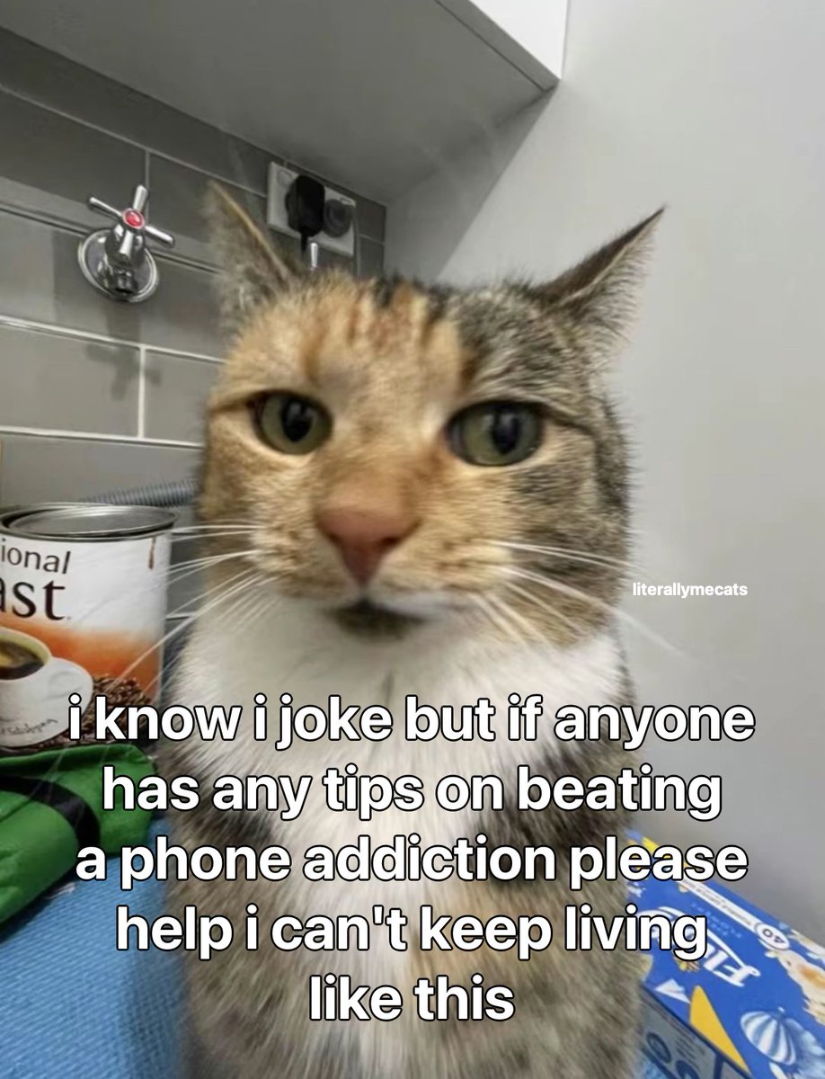 LiterallyMeCats (@literallymecats) on Twitter photo 
