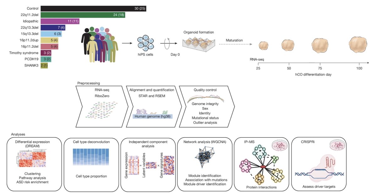 Sergiu P. Pasca tweet media