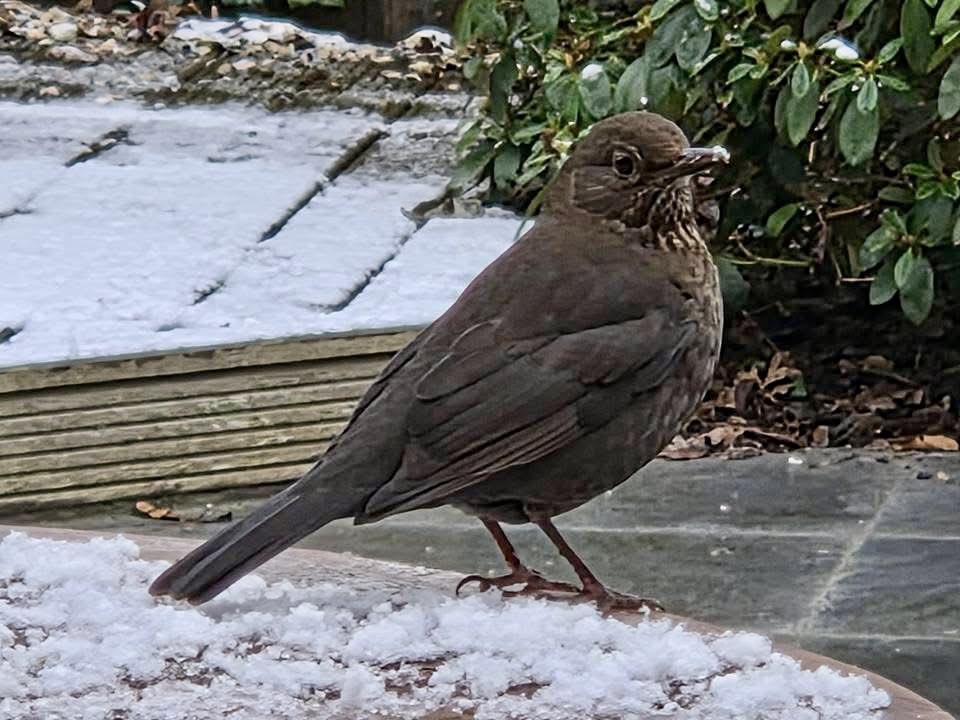 Fup Boon tweet media