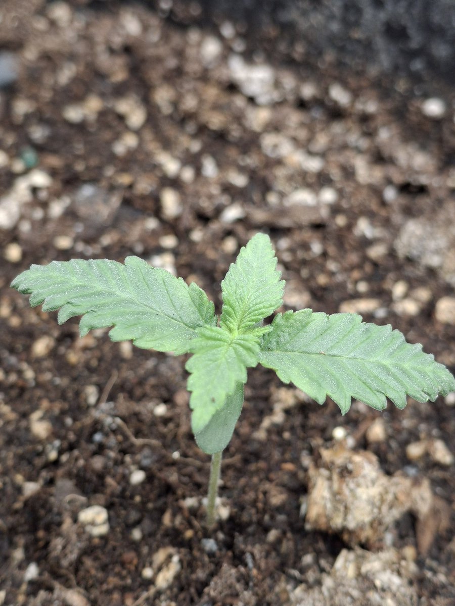 Rooted Meds tweet media