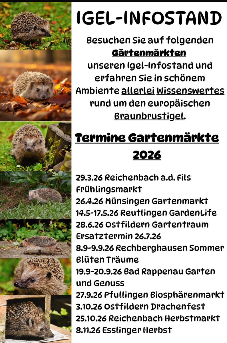 Transbaerchen's tweet image. Die Igeldame wurde Elana benannt. 
Sie nimmt gut zu, Lungenwürmer und Milben sind weg, jetzt müssen noch die Haarwürmer völlig absterben und ihr die Haare am Bauch nachwachsen. 🙂

Falls ihr Interesse habt, die Dame die Elana pflegt macht tolle Igel-Infostände!