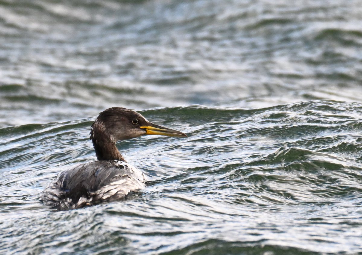 Adrian Dutt tweet media