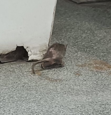 Rohit Gupta tweet media