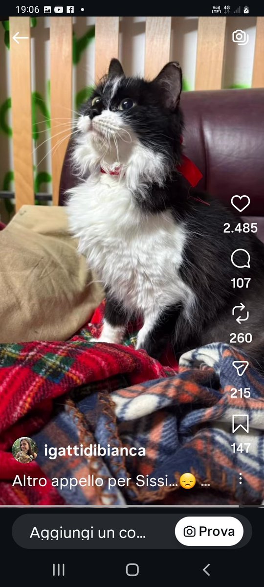 Sissi è una dolcissima gattina, affettuosa e tanto bisognosa. Si comporta normalmente pur essendo ipovedente. Purtroppo ha la Felv anche se è asintomatica. La Felv è trasmissibile solo tra gatti se non vaccinati. Si trova a Nettuno.☎️ 3341318833 o 3395784160. RP per Sissi 🙏❤️❤️