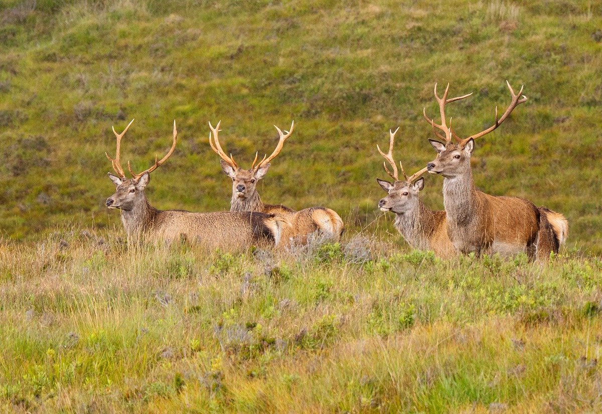 Scottish Land & Estates tweet media