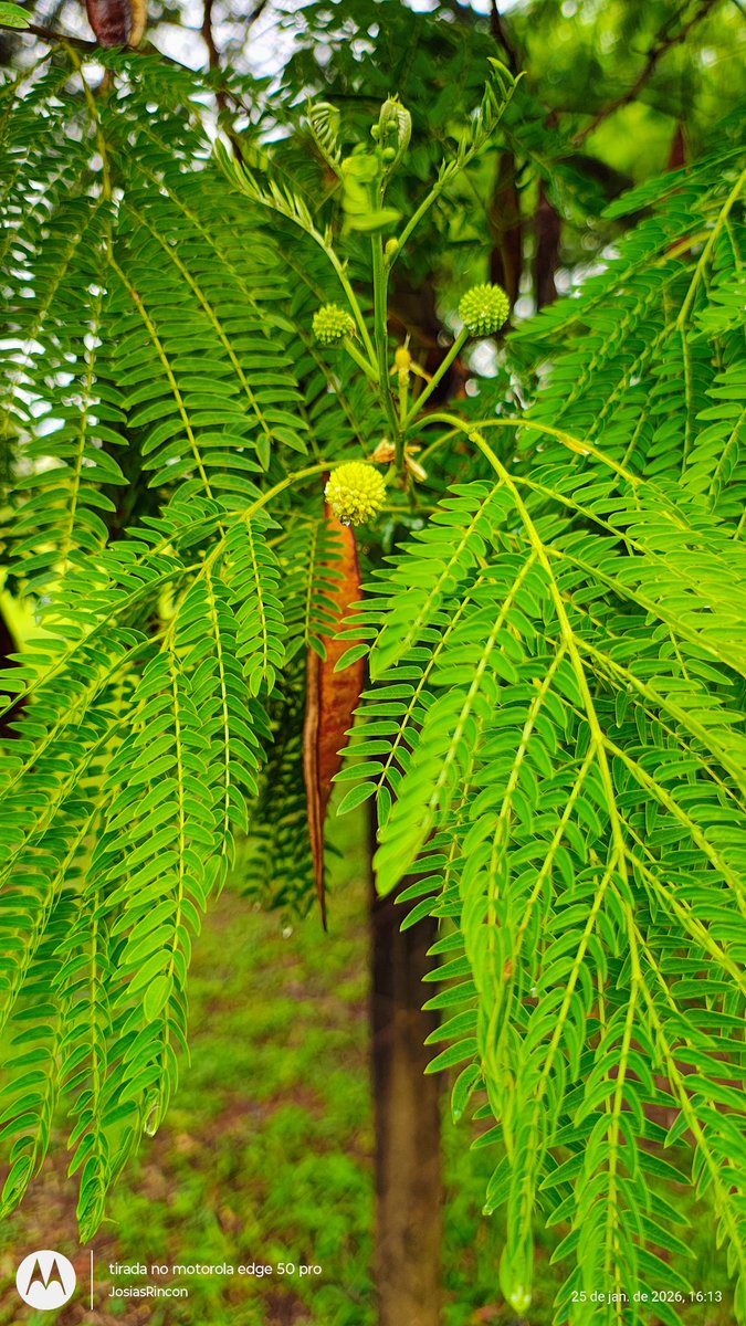 Árvore-do-conflito,  leucocaena leuocephala,  leguminosa forrageira nutritiva, porém invasora agressiva contra demais espécies nativas <a href="/G1Natureza/">G1 Natureza</a> #trees <a href="/Brasilia/">Brasilia</a>
<a href="/proarvorenativa/">Projeto Árvore Nativa</a>