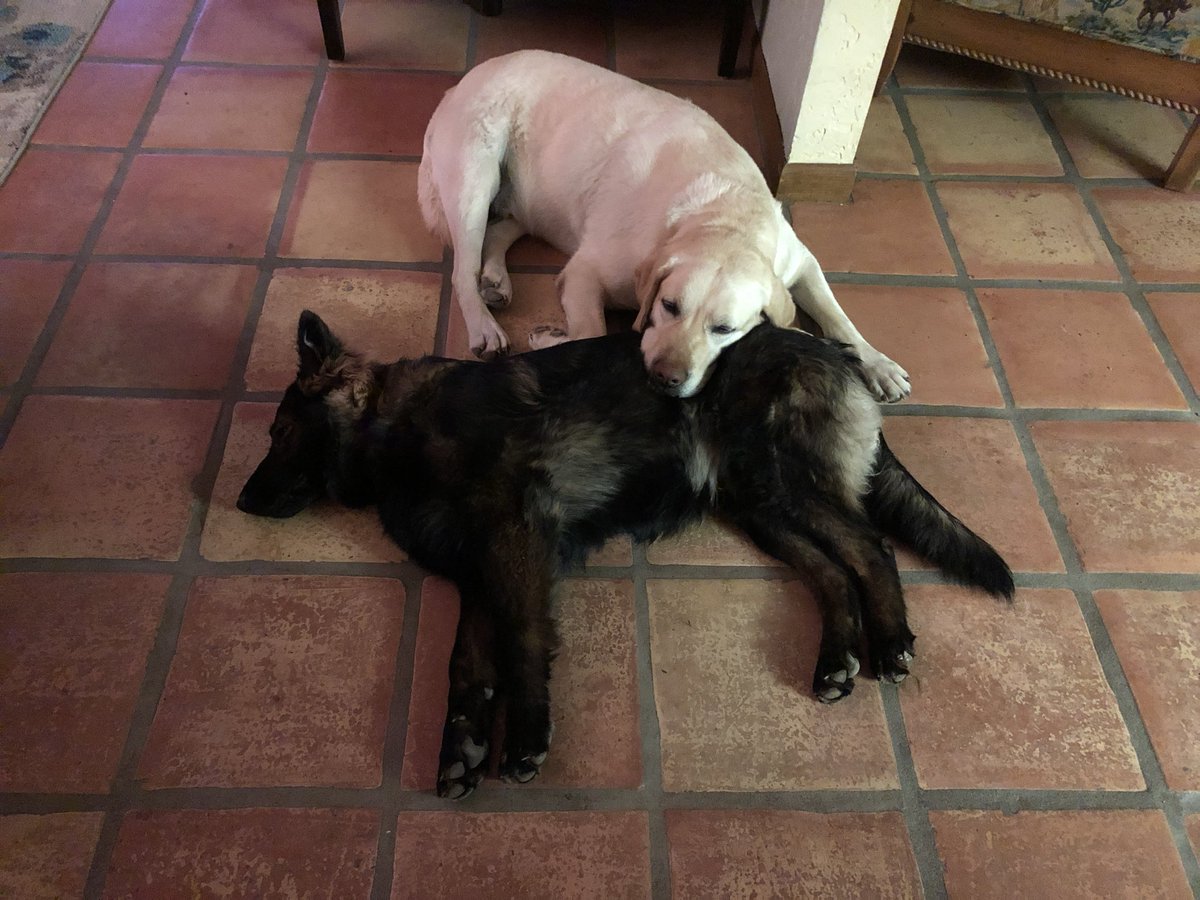 heidhorch's tweet photo. @Jason When your BFF is the perfect pillow. https://t.co/afAWNY4DDK