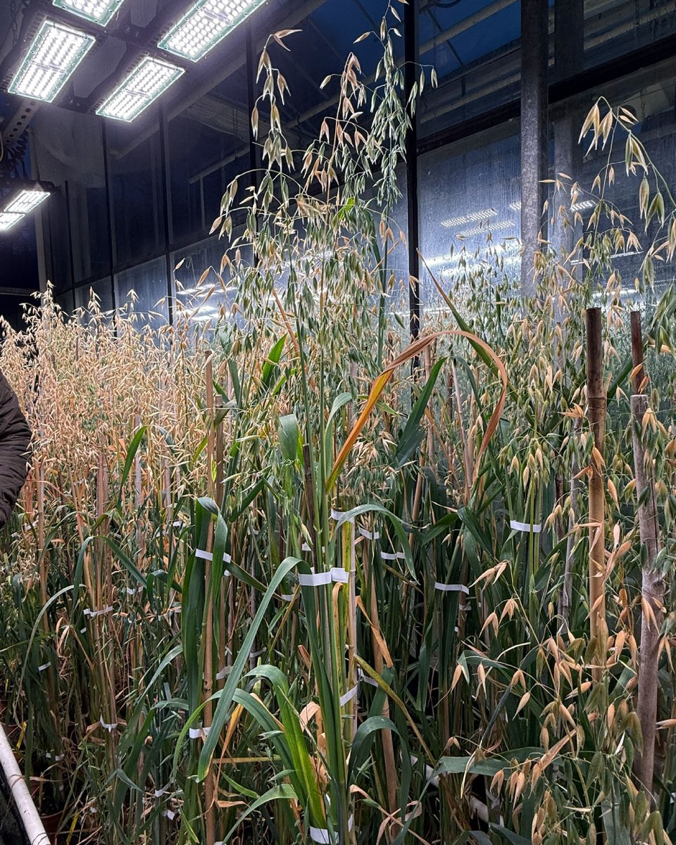 SenovaLtd's tweet photo. Weβve spent the last few days on-site at Aberystwyth University, catching up with the teams at Ibers.
Itβs always a great trip, offering a closer look at the research that goes on before we get to our varieties.
#IBERS #PlantBreeding #UKAg #CropResearch #Aberystwyth https://t.co/lEjarV4iuB