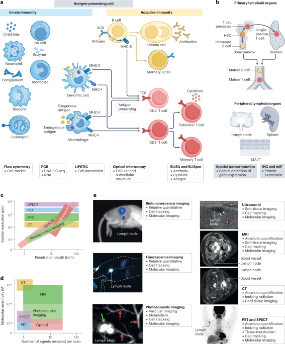 natrevbioeng's tweet photo. In vivo imaging of the immune system https://t.co/f4udAOq3y2 https://t.co/qBbYgYNxUG