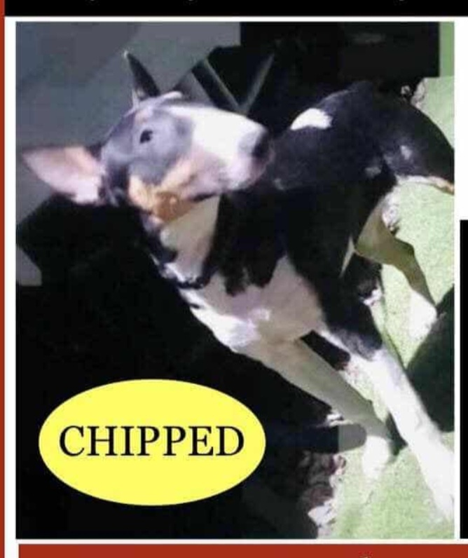 millypod1's tweet photo. NEED TO LOCATE WOMAN IN BLUE CAR.

🆘28 Jan 2026 #Lost Lola #ScanMe #STOLEN??
English Bull Terrier Female
Rosevale Park #Leicester #Leicestershire #LE9 
Lady in a blue car found &amp; picked her up, unsure of where she has been taken.
https://t.co/HJ48mKWDy5 https://t.co/n3kvFKurgU
