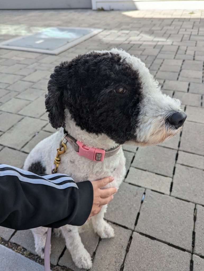 LApetsitting's tweet photo. Meet Pepper, the beautiful Portuguese Water Dog!  Pepper is a little shy at first, but she’s been warming up to her caregiver, Javier, one walk at a time. Building trust and comfort is part of every visit, and we’re so proud of her progress. https://t.co/IjrMhuNZ10
