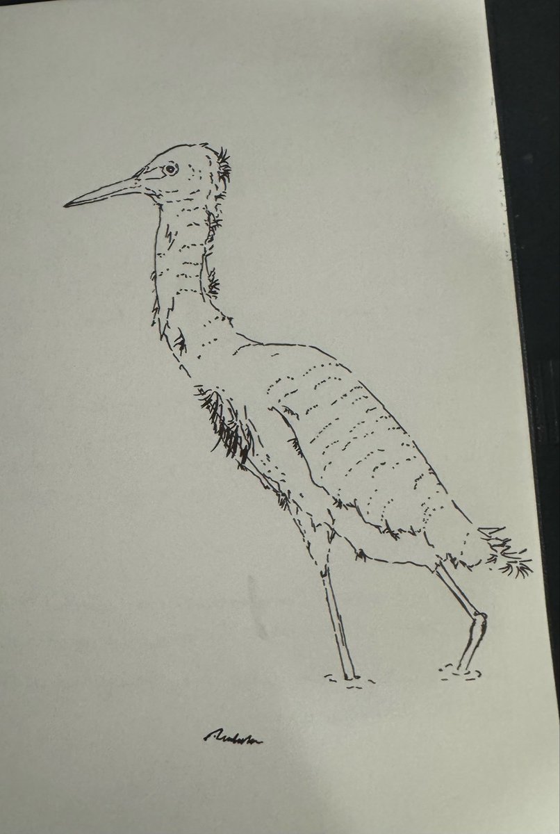 Califian_'s tweet photo. Bird month #25-28 https://t.co/9rPkR3KsJ7