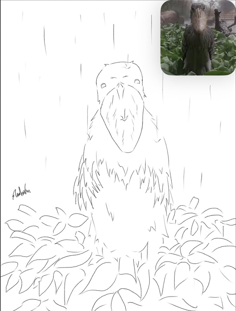 Califian_'s tweet photo. Bird month #25-28 https://t.co/9rPkR3KsJ7