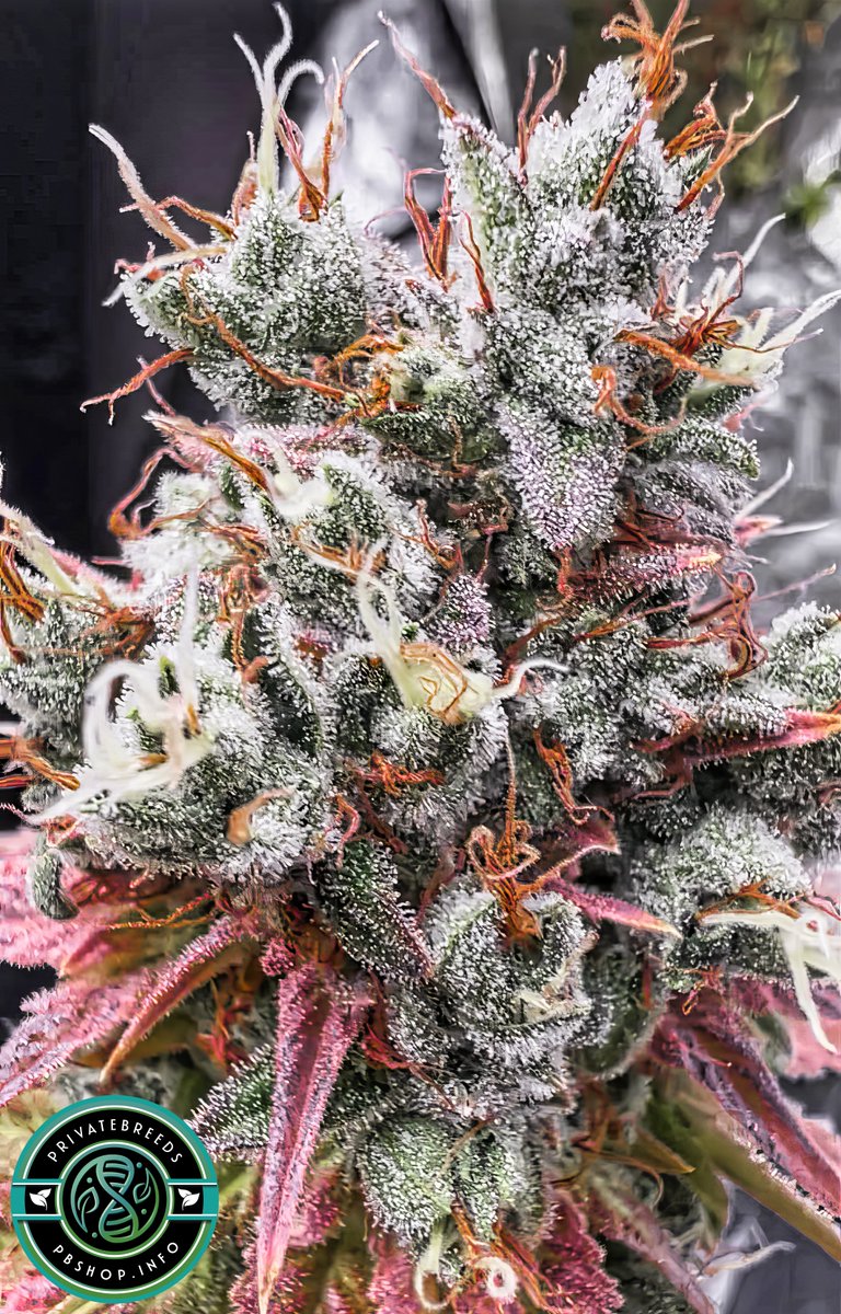 NL2 × NL5 F4 bred by Golden Road Seeds aka @ marcus_aurelius70 on l  G.

Just listed a few of these. As everything listed on my site everything has stellar verifiable provenance. This Northern Lights line came from Dwight (aka DeHash), who received these genetics directly from