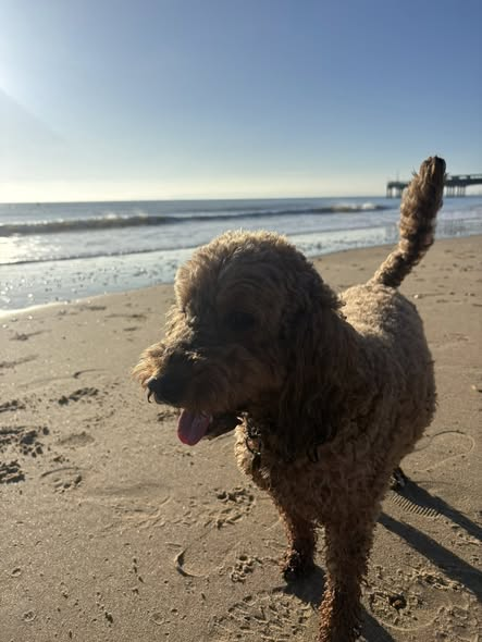 millypod1's tweet photo. π28 Jan 2026 #Lost Kingsley #ScanMe
Cockerpoo Male
last seen by Fletchwood Lane and Woodlands enclosure
#Southampton #Hampshire #SO40
https://t.co/hpzF2rXym8 https://t.co/Fe327UF3SL