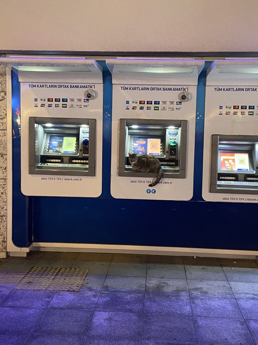 #Cats #Turkiye #CatsOfTwitter