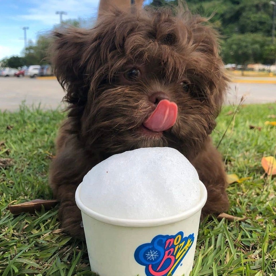 SnoBizFans's tweet image. Furry friends deserve yummy treats, too! 🍧🐶

#SnoBiz
