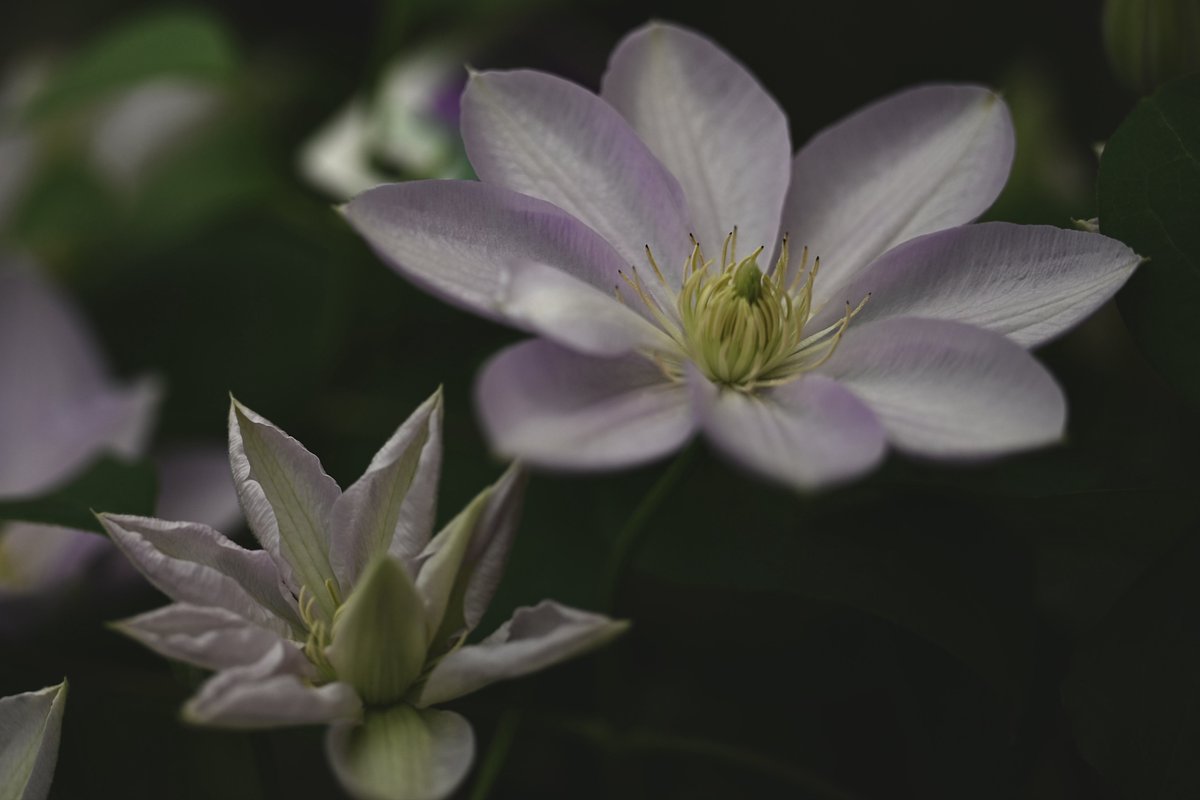 kazumi (@zf1118kazumi) on X