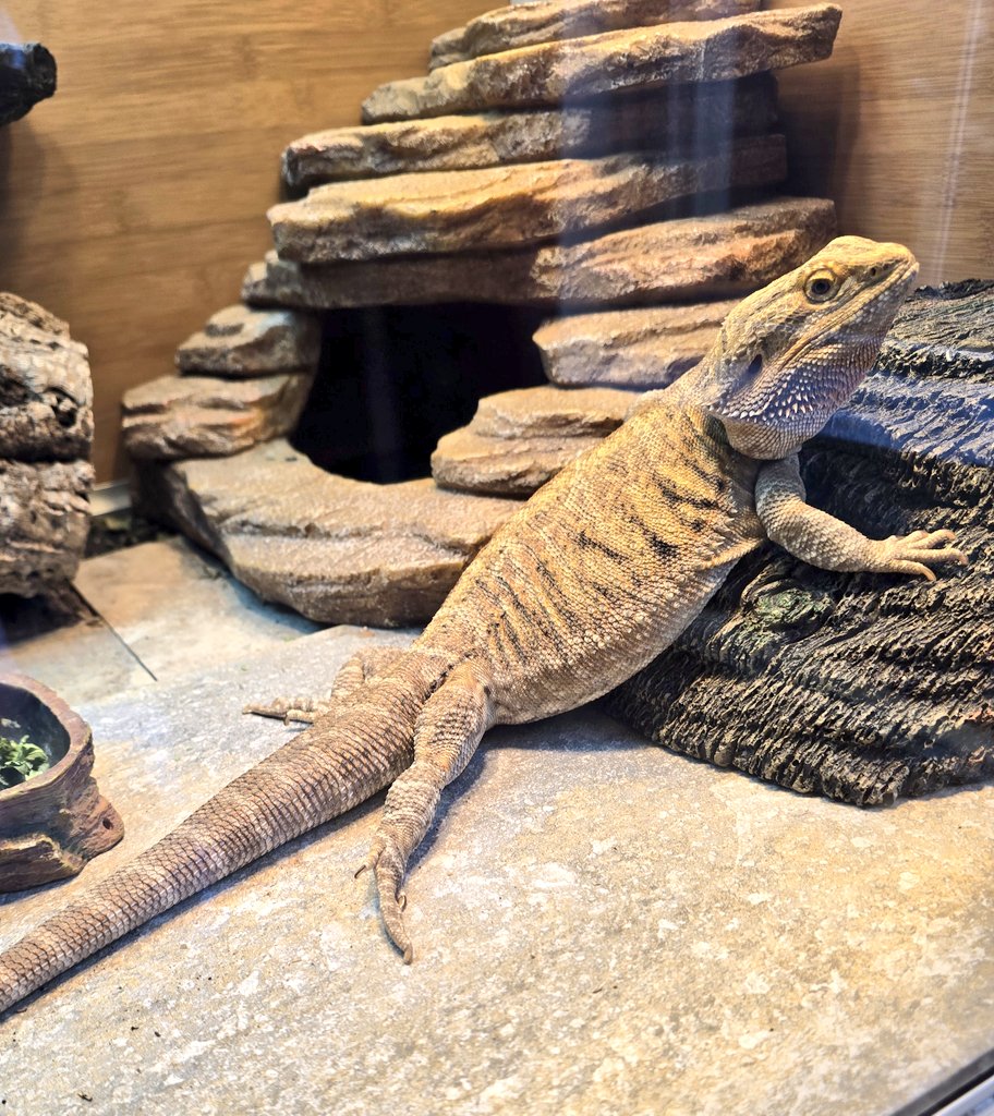 Dex The Bearded Dragon 🦎 tweet media