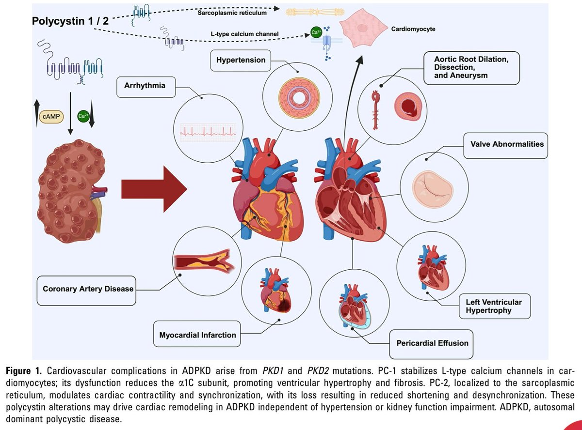 Nefro_Tweets tweet media