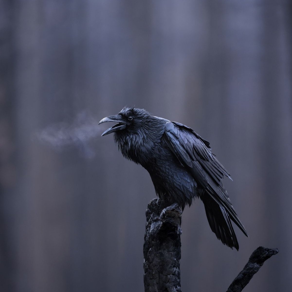 iwbtbys's tweet image. 🖤 에세머 겹친소 🖤

안녕하세요, 라븐입니다.
새해를 맞아 겹친소를 열게 되었습니다.
첨부된 내용을 참고해 주세요.

미성년자❌/미성년자 교류자❌
다들 거르시는 거 저도 걸러요.

RT 미리 감사드립니다!🙇‍♀️