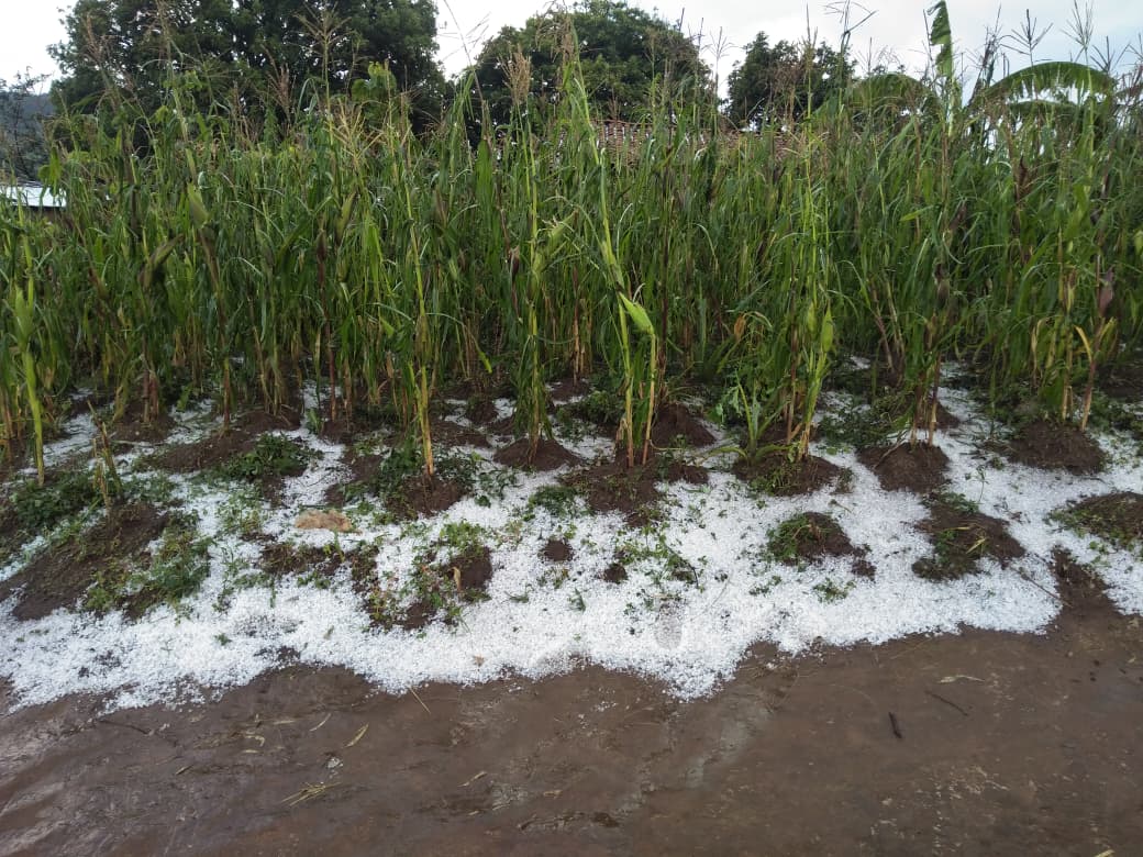 MagazineJimbere's tweet photo. 🌧️ Au moins 10 hectares de maïs, 4 hectares de patates douces et 8 hectares de pommes de terre, ainsi que des avocatiers, des légumes et divers fruits, ont été ravagés par une pluie mêlée de grêle qui s’est abattue sur les collines de #Ruhinga et #Remera, en zone #Shombo, commune de #Muramvya, le 26 janvier 2026
🙆🏾♂️ Les populations sinistrées se disent plongées dans un profond désarroi et lancent un appel à l’aide
#Burundi