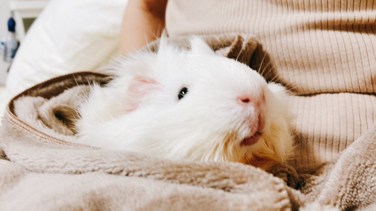 3dm_okan's tweet image. よんだか！？
またりー
 #TLにモルモットのドアップ画像をあげて人々を幸せにしよう計画