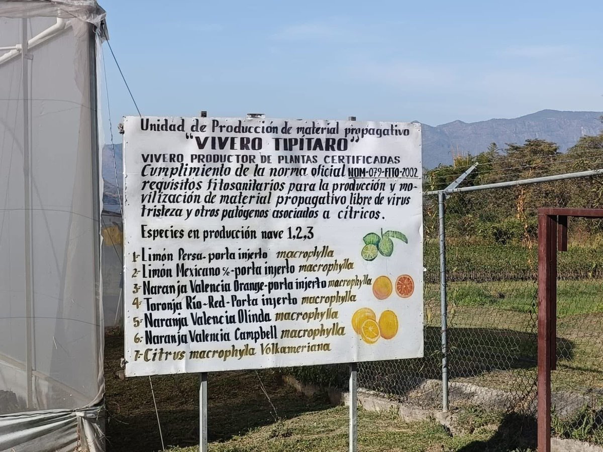 Sader Michoacán tweet media