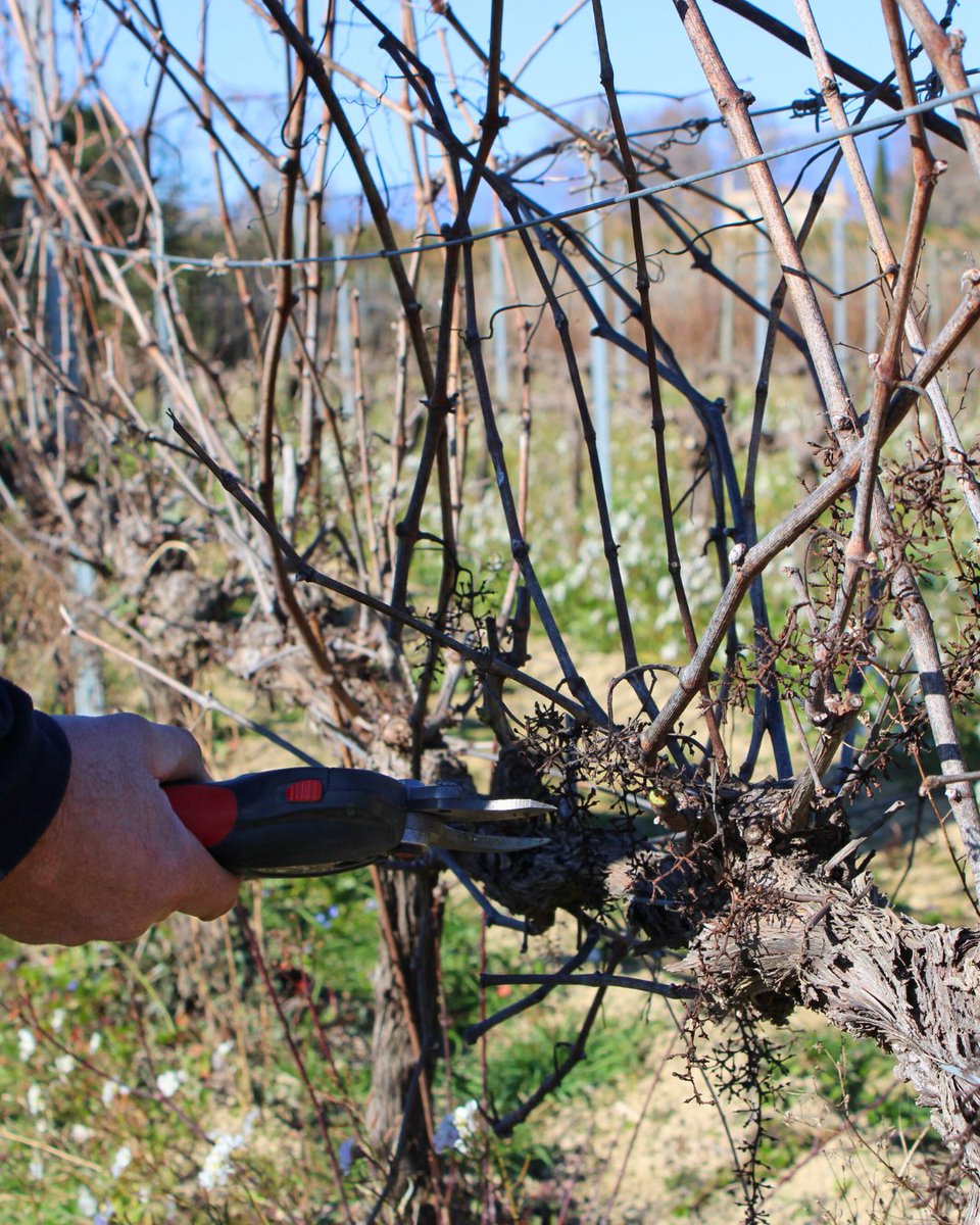 VITIPEP'S tweet media